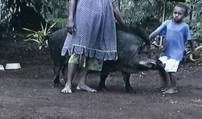 village pig with villagers