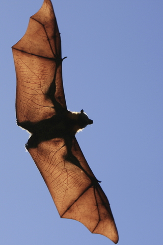 fruit bat flying to the right