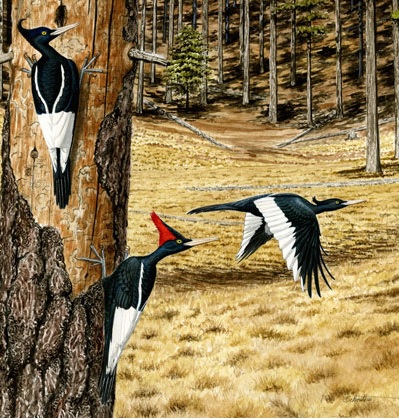 color illustration of three Imperial Woodpeckers in a forest