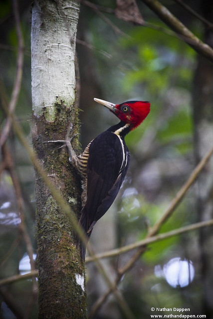 Photo of Ivory Billed woodpecker by Nathan Dappen