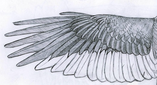 sketch of one wing of the Imperial Woodpecker bird