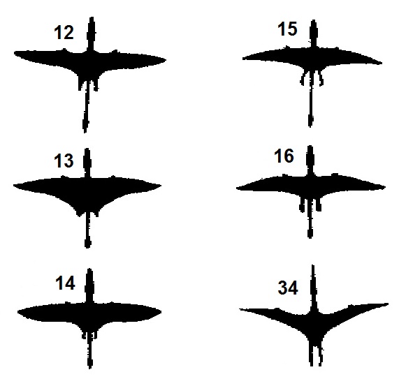 Devin Rhodriquez chose these six images as similar to the "pterosaur" she observed flying just east of Griffith Park, Los Angeles, on May 13, 2013
