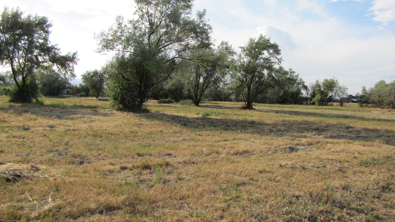 field with trees - ropen sightings were near here in Draper, Utah