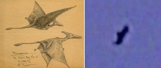 Two types of modern pterosaurs - long tailed from Cuba and one in Papua New Guinea without any long tail